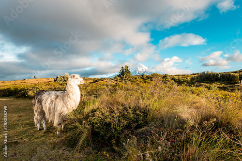 Lamas and Alpakas standing in grasslands of the Cotopaxi National Park, behind them the Cotopaxi volcano with snowy peak, idyllic setting of Ecuador, South America photo