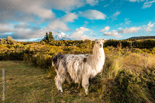 Lamas and Alpakas standing in grasslands of the Cotopaxi National Park, behind them the Cotopaxi volcano with snowy peak, idyllic setting of Ecuador, South America photo
