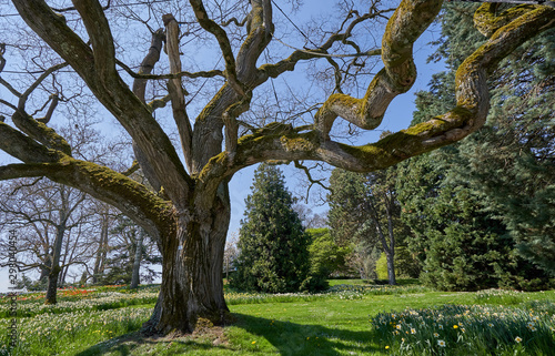 Large and old branched tree styphnolobium japonicum in spring and without leaves, against the blue sky in the European garden of Germany photo