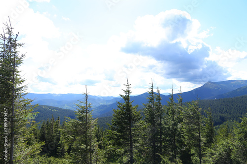 Carpathian mountains with fir trees and clouds in background. photo