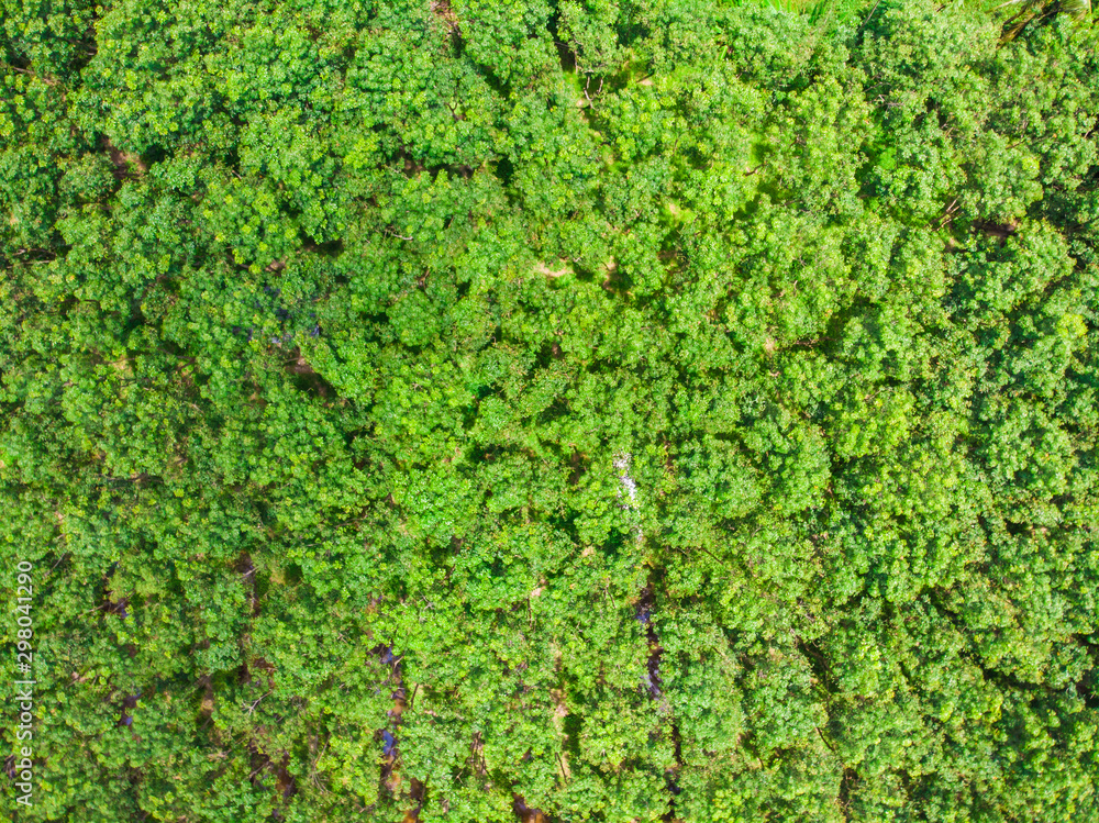 Aerial view green tree  tropical rainforest