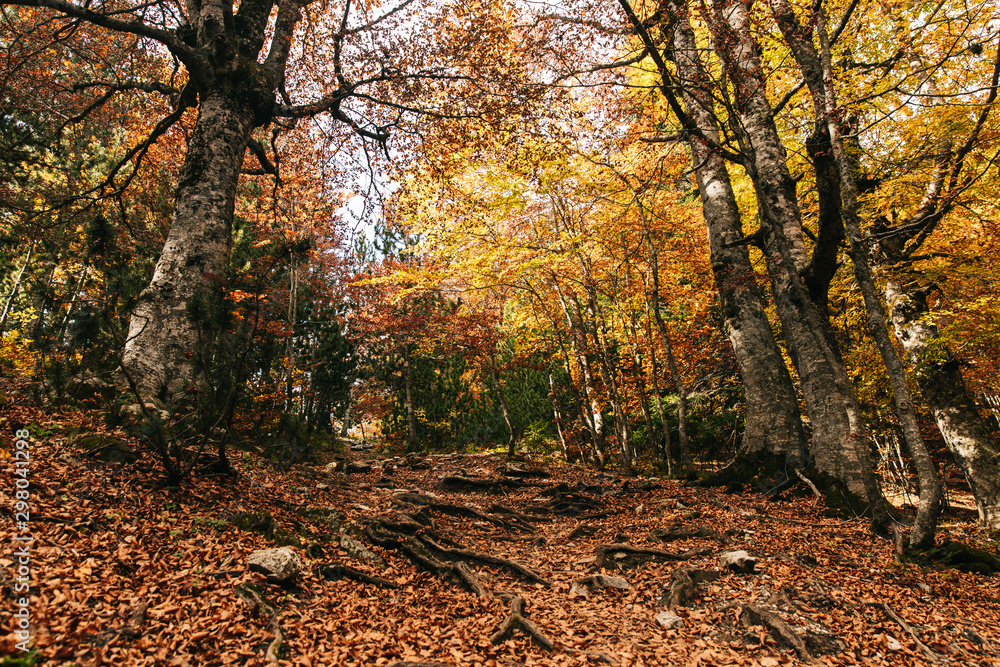Fototapeta premium Autumn in the forest