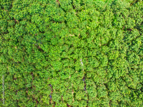 Aerial view green tree tropical rainforest