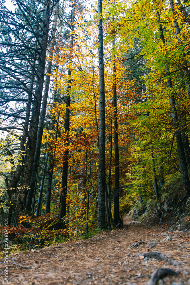 Forest in autumn