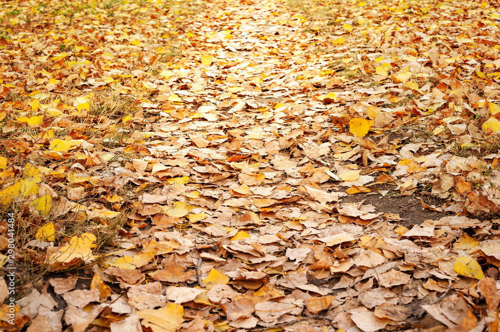 Autumn background with yellow fallen drying leaves. Autumn background with yellow fallen drying leaves.