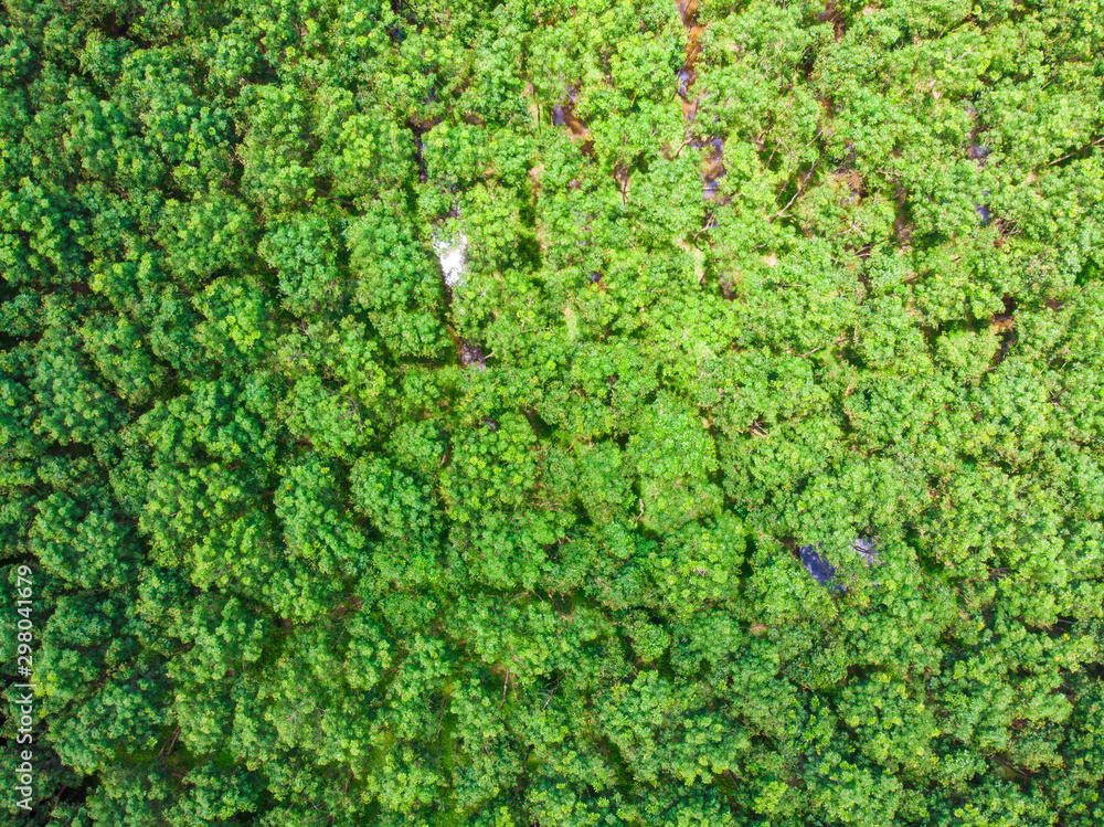 Aerial view green tree tropical rainforest Aerial view green tree tropical rainforest