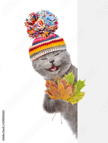Happy cat wearing a warm hat holds a dry leaves gehind empty white banner. isolated on white background