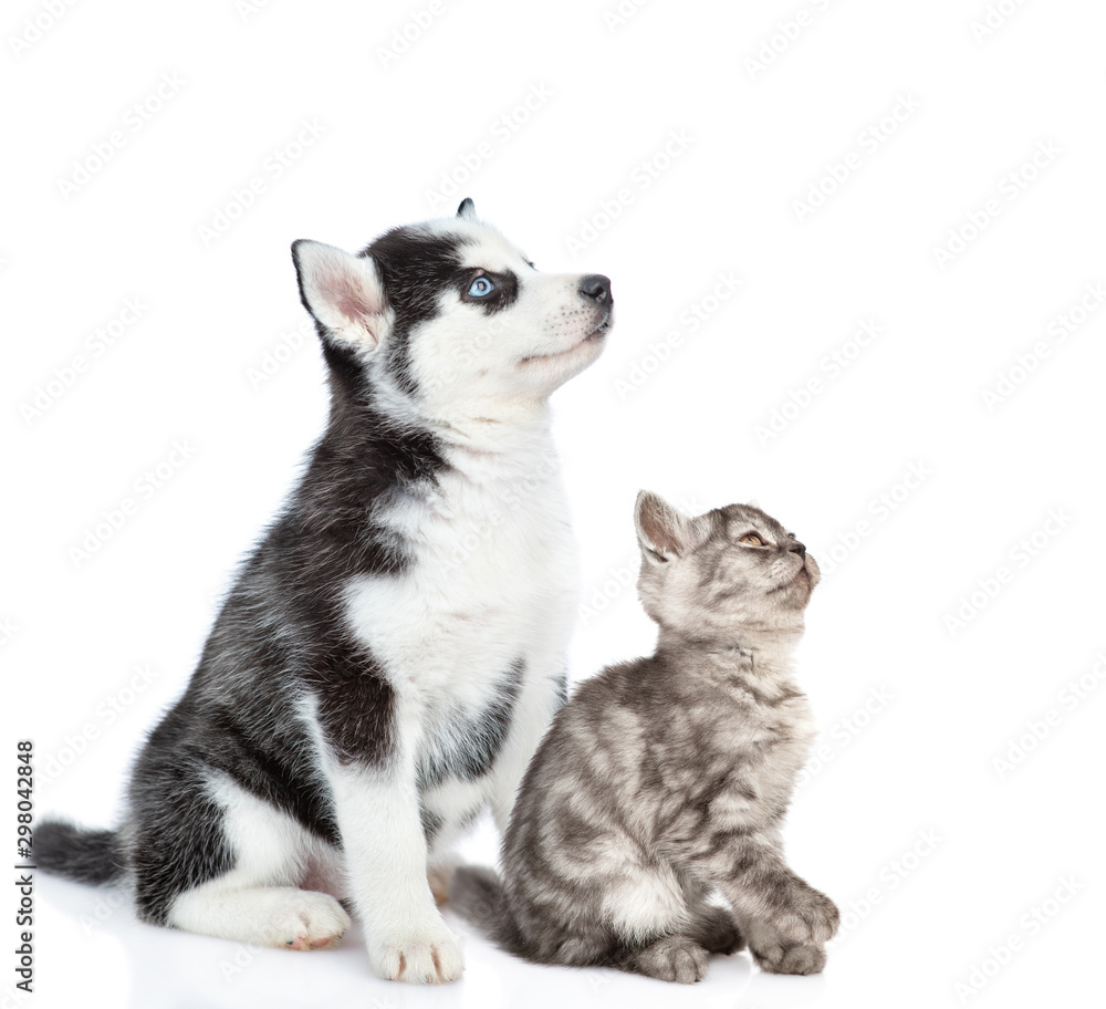 Siberian Husky puppy and scottish kitten sit together and look away and up on empty space. isolated on white background