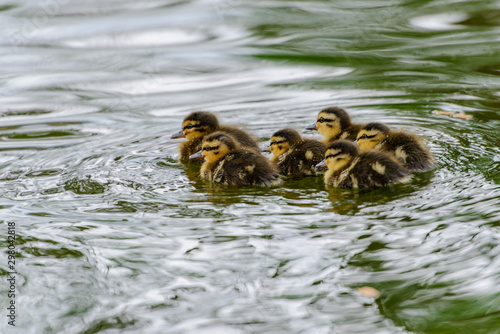 Sechs Stockentenküken im Wasser 