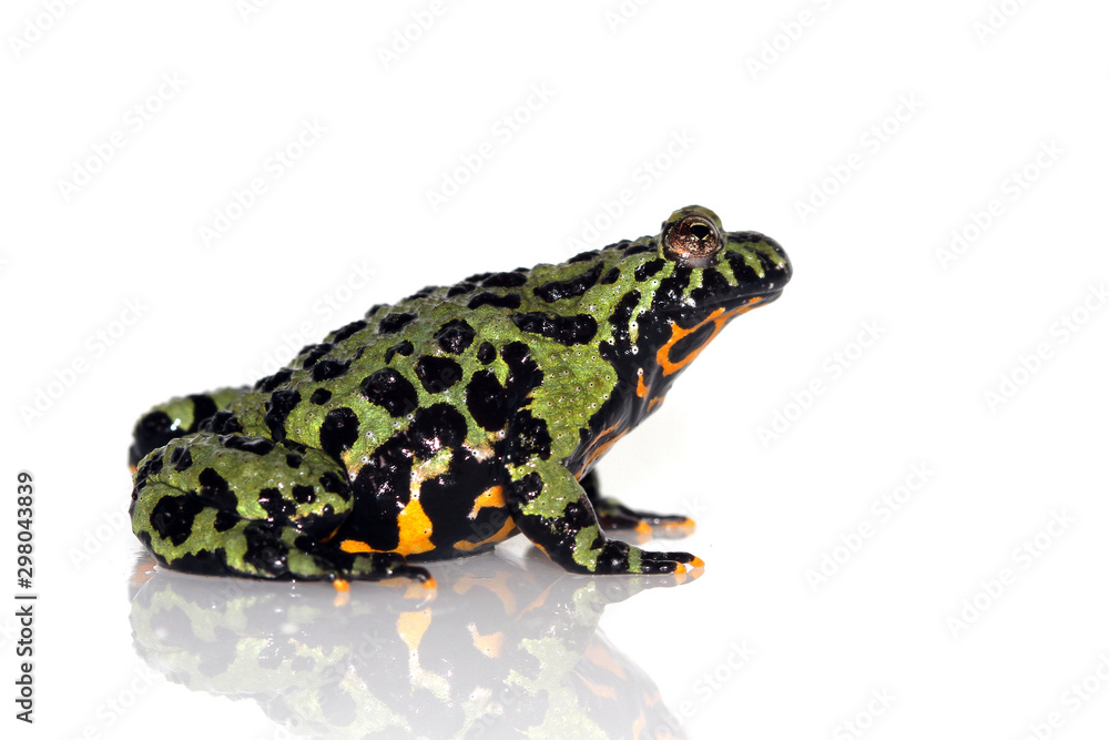 Obraz premium Oriental Fire-bellied Toad, Bombina orientalis, in front of white background