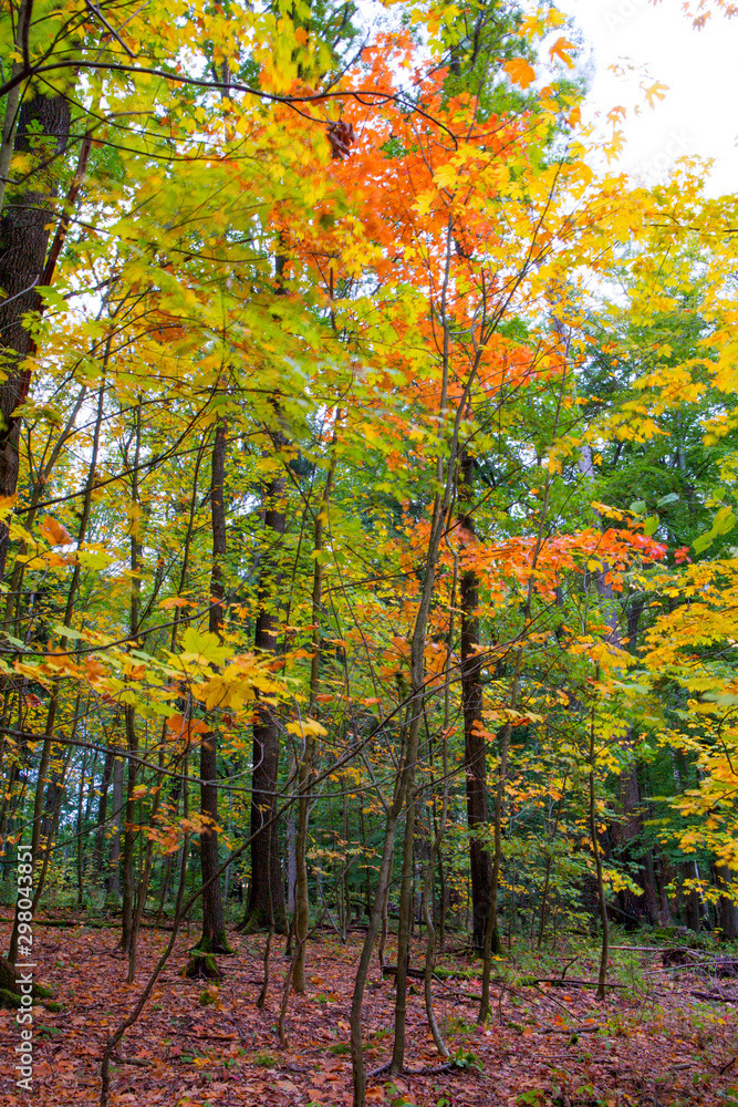 Fototapeta premium Autumn colors in the forest at evenings hours, still with long exposure and flash light the intense cast can be drawn.