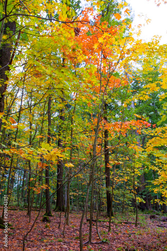 Autumn colors in the forest at evenings hours, still with long exposure and flash light the intense cast can be drawn.