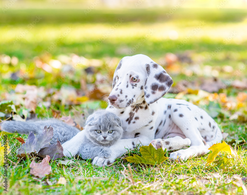 Dalmatian puppy hugs kitten in sunny autumn park Dalmatian puppy hugs kitten in sunny autumn park