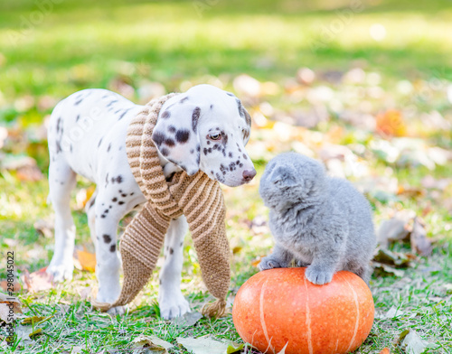 Dalmatian puppy wearing a warm scarf sniffing a kitten in autumn park
