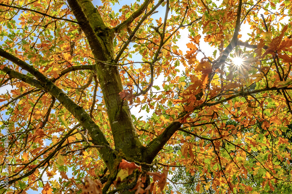 Beautiful, autumn view of a large oak tree showing the various shades of reds and orange coloured leaves, seen with the low sun bursting through. Beautiful, autumn view of a large oak tree showing the various shades of reds and orange coloured leaves, seen with the low sun bursting through.
