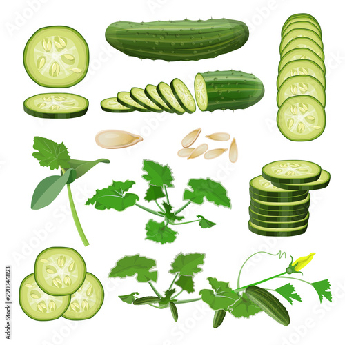 Fresh cucumber set, vector in realistic style