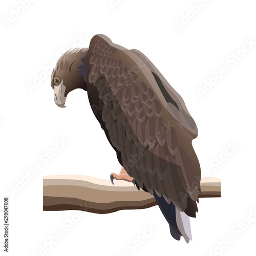 Golden eagle, vector illustration in realistic style
