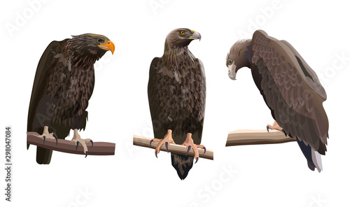 Vector set with eagles, vector in realistic style