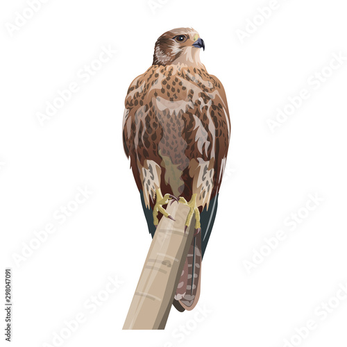 Falcon image, vector illustration in realistic style