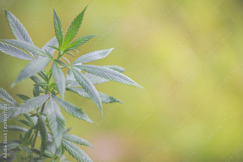 CBD concept. Top marijuana tree with green nature background. CBD concept. Top marijuana tree with green nature background.