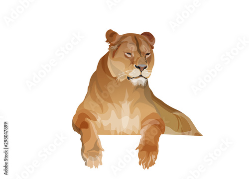 Lioness resting, vector image in realistic style