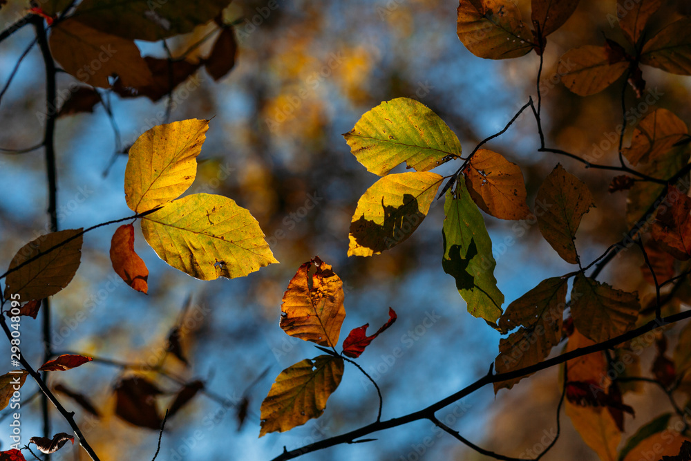 Bright colored autumn leaves on a tree branch, backlit with blue sky in background Bright colored autumn leaves on a tree branch, backlit with blue sky in background