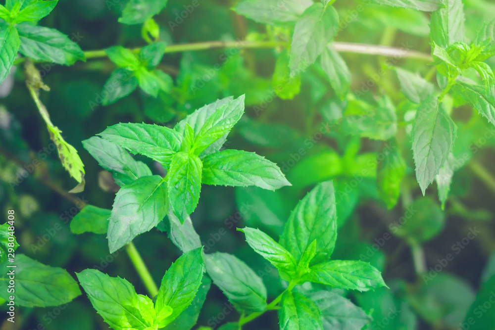 mint plant close up in the garden mint plant close up in the garden