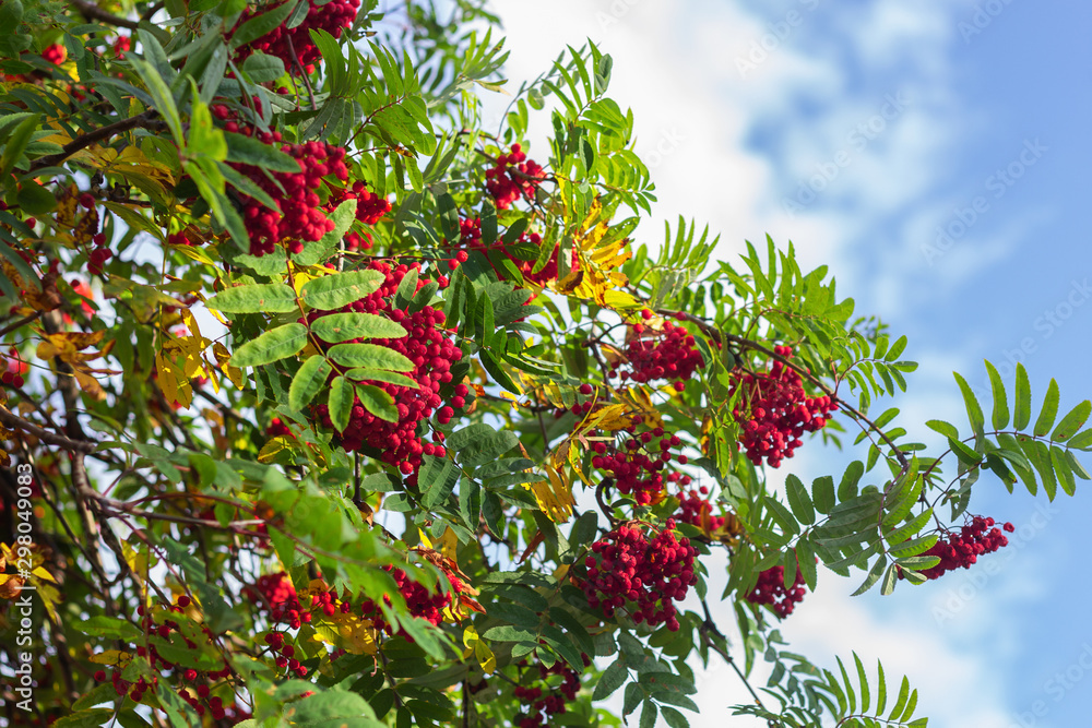 rowan tree autumn leaves season rowanberry red green rowan tree autumn leaves season rowanberry red green