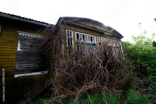 Abandoned house covered with bushes. Old manson exterior photo