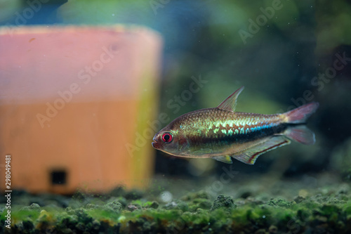 Male Rainbow Emperor Tetra (Nematobrycon lacortei) named by a rainbow color in middle of body photo