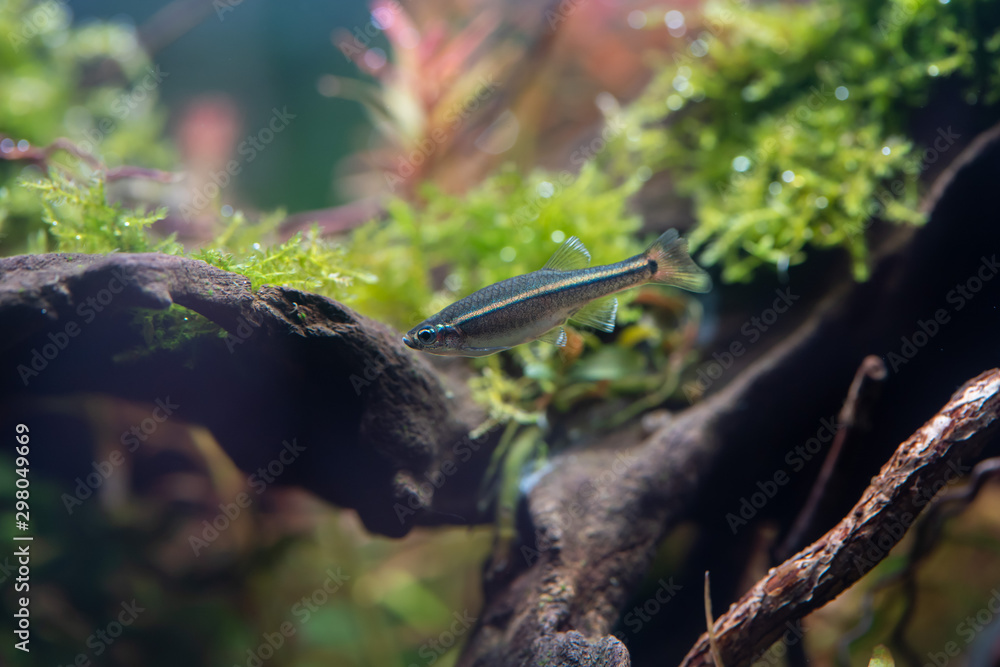 White Cloud Mountain Minnow (Tanichthys albonubes) in aquatic plants tank White Cloud Mountain Minnow (Tanichthys albonubes) in aquatic plants tank