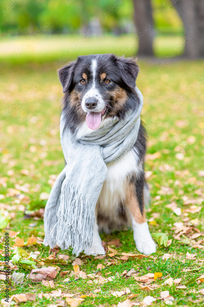 Australian shepherd dog wearing a warm scarf sits in autumn park