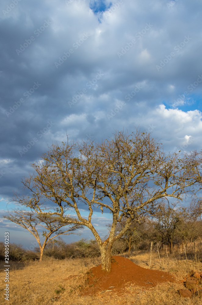 Landscape view with thorn trees, clouds and a termite mound in vertical format with copy space
