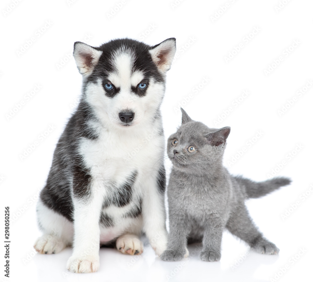 Siberian Husky puppy and british kitten sit together. isolated on white background