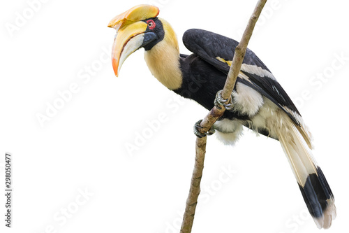 Cuadro en lienzo Great hornbill on branch on the White Blackground