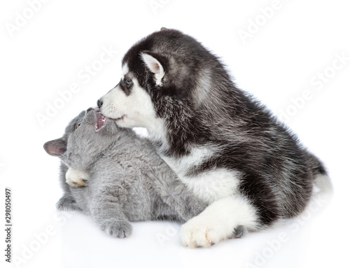 Fototapeta Naklejka Na Ścianę i Meble -  Siberian Husky puppy embraces and kisses british kitten. isolated on white background