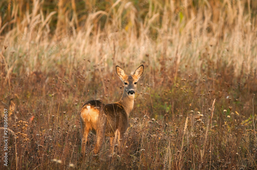 Fototapeta premium Roe deer standing on meadow