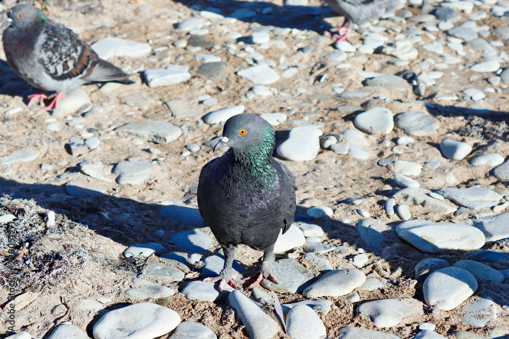 Fototapeta premium pigeon on the background of stones and sand