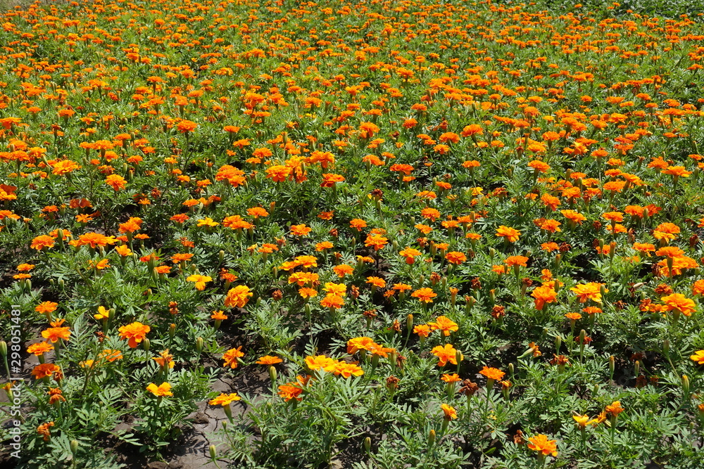 Numerous bright orange flowers of Tagetes patula