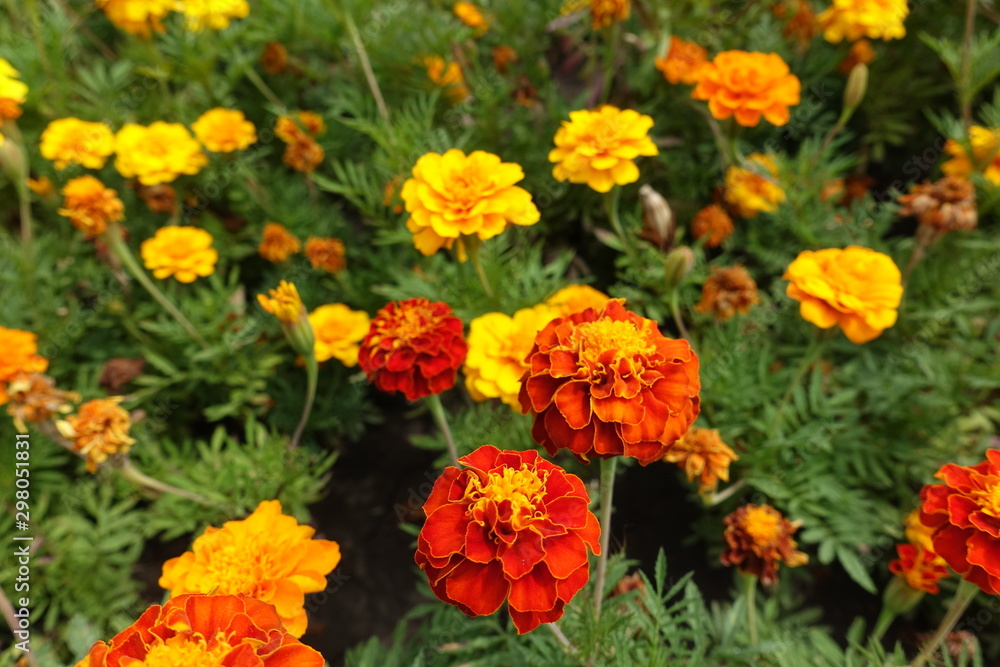 Various bright flowers of Tagetes patula in summer