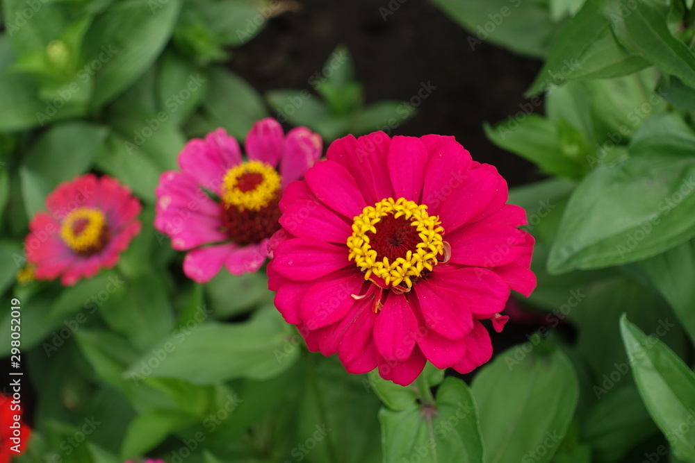 Rich magenta colored flower head of zinnia Rich magenta colored flower head of zinnia