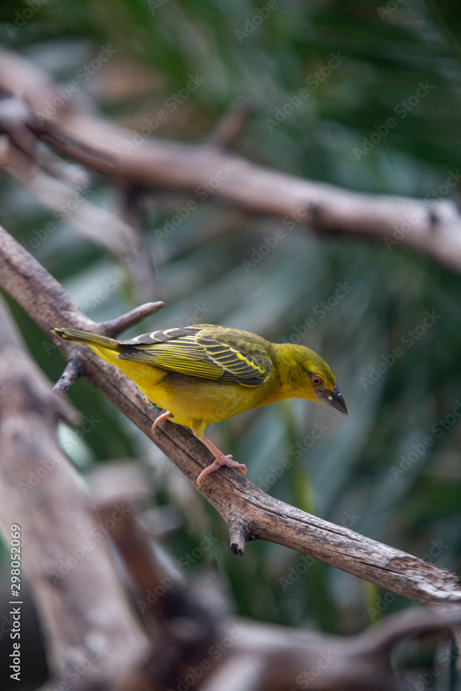 Obraz premium Yellow-fronted bird on a branch