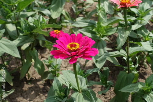 Strong magenta colored flower head of zinnia