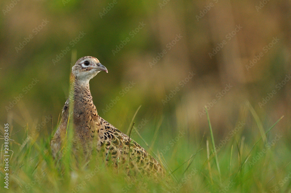 Close up photo of a female pheasant on the grass Close up photo of a female pheasant on the grass