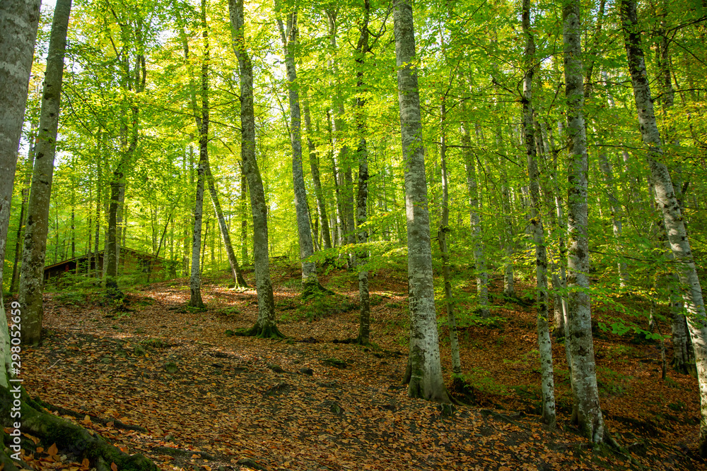 yellow orange leafs of beech tree in a forest. yellow orange leafs of beech tree in a forest.
