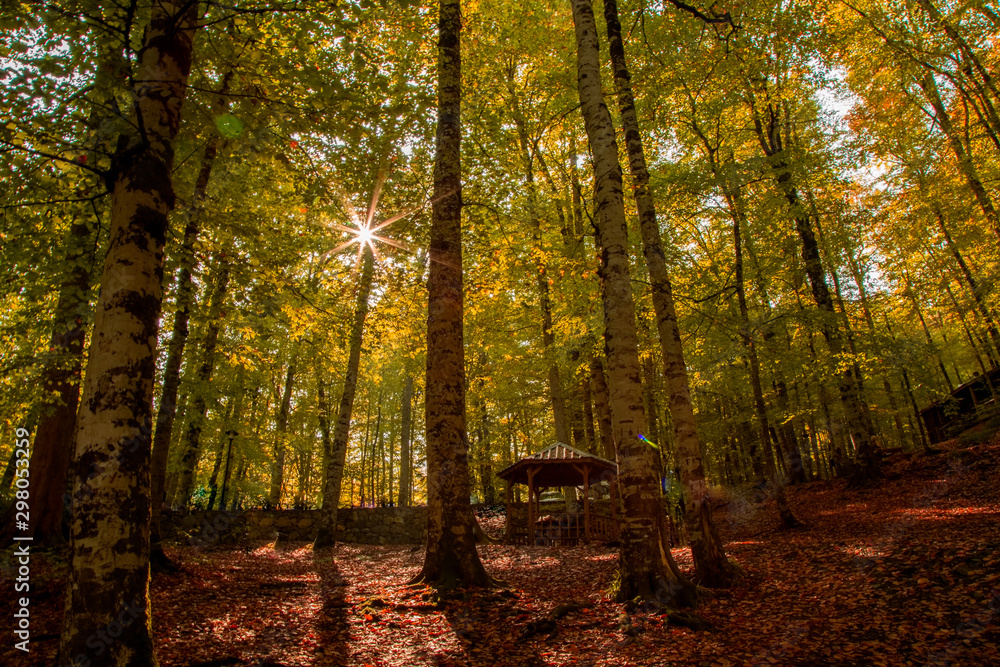 Naklejka premium yellow orange leafs of beech tree in a forest.