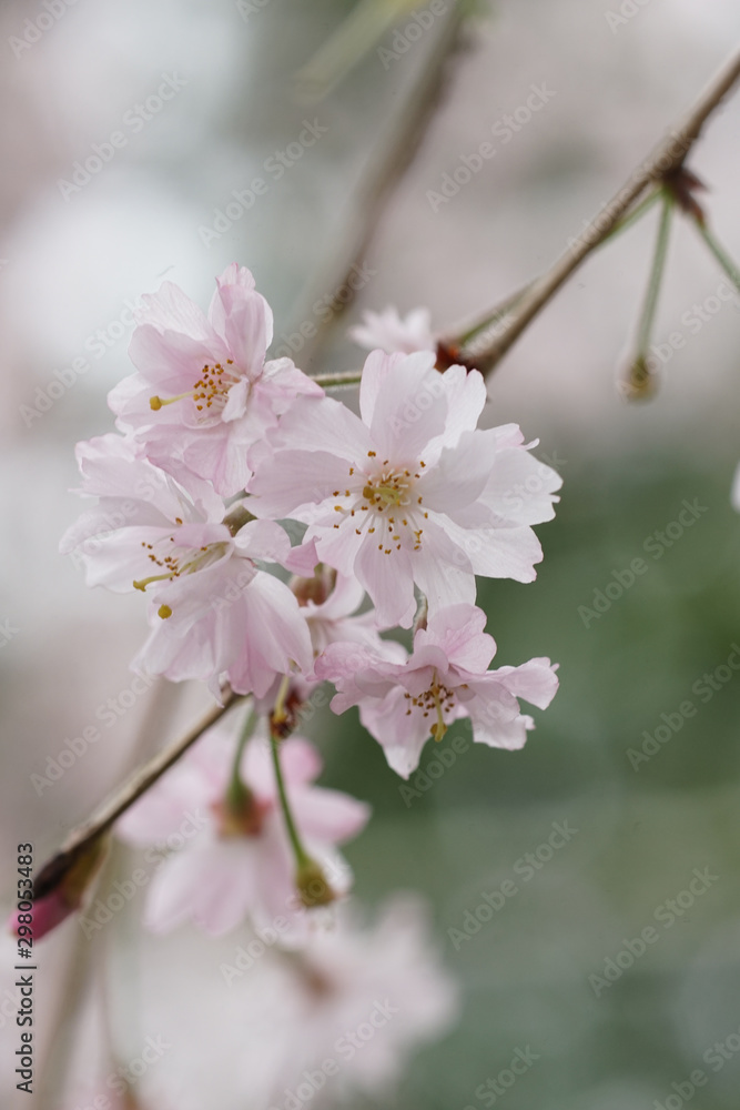 Fototapeta premium 紅枝垂れ桜