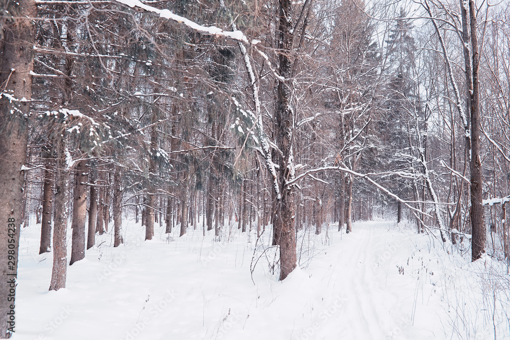Winter forest landscape. Tall trees under snow cover. January frosty day in the park. Winter forest landscape. Tall trees under snow cover. January frosty day in the park.