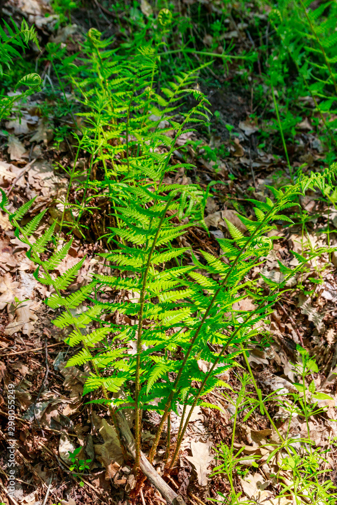 Green fern in a forest Green fern in a forest
