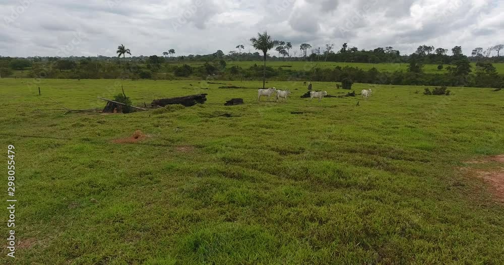 Farmland with Burned Dead Trees, Green Grass, and Thin Cows in Pando, Bolivia Farmland with Burned Dead Trees, Green Grass, and Thin Cows in Pando, Bolivia